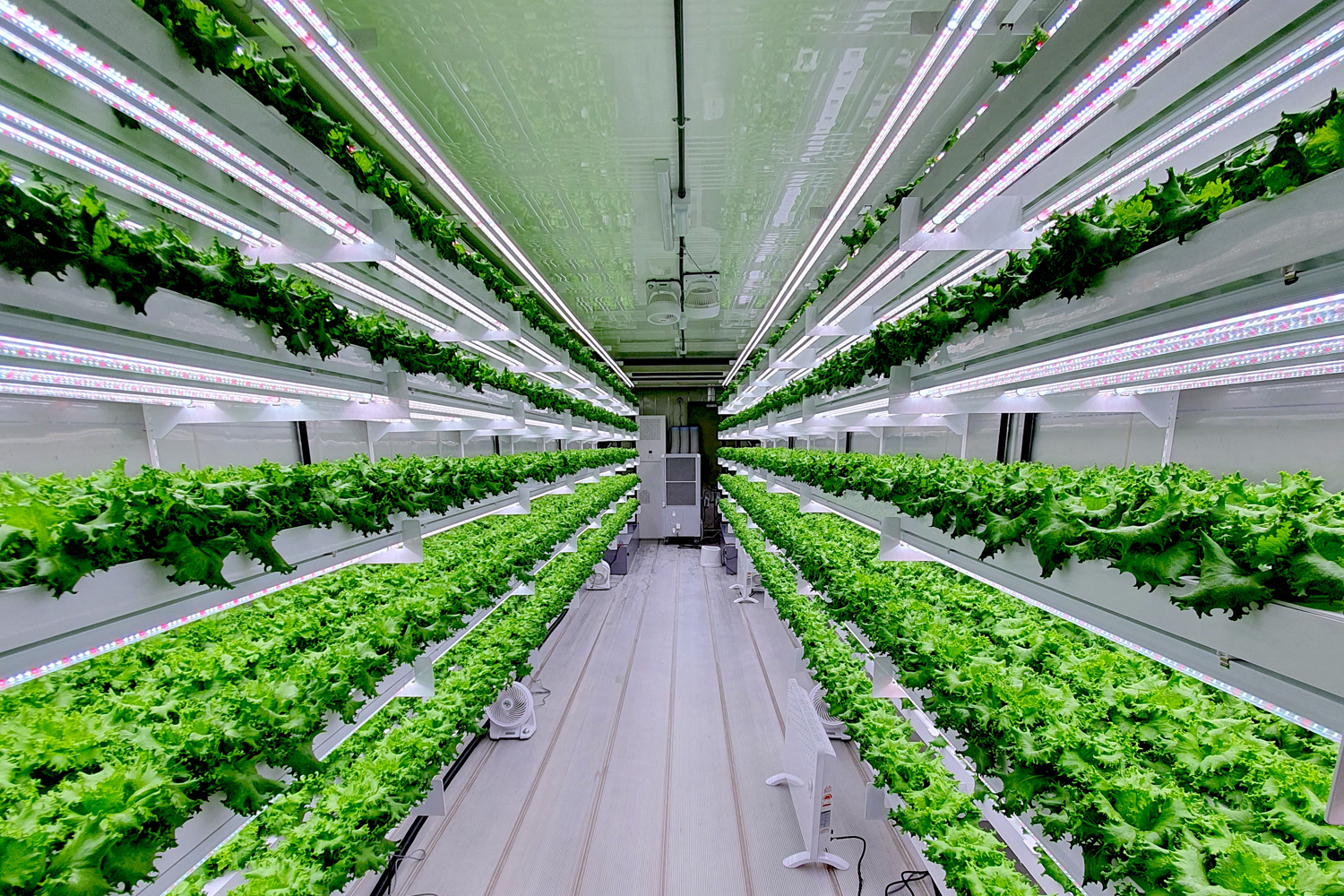 UAE blockchain hydroponic farm expands ito KSA after raising $2.25 million