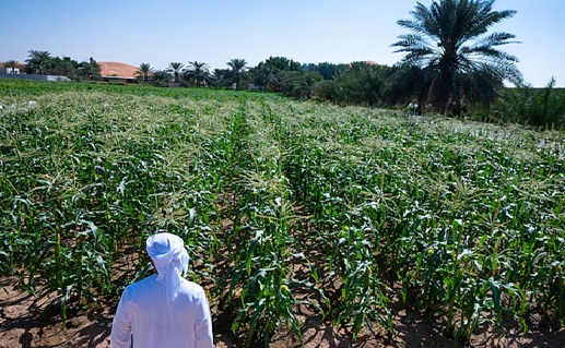 Agriculture security threatened by crypto mining in UAE